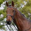 Kincade Show Weymouth(Black,...