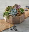 Reclaimed Wood Succulent...