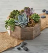 Reclaimed Wood Succulent...