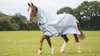 Shires Tempest Original...