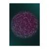 Cosmos