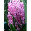 Pink Frosting Hyacinth 5...