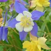 McKansas Giant Columbine...