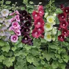 UtopiaSeeds Hollyhock Seeds...