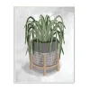 'Friendly Spider Plant Gray...