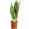 Gardeners Dream Sansevieria...