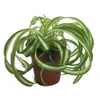 Bonnie Curly Spider Plant -...
