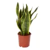 Verve Snake Plant In...