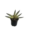 Rare Variegated Boncel...