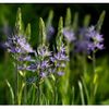 Indian Hyacinth - Camassia...