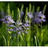 Indian Hyacinth - Camassia...