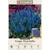 Blue Grape Hyacinth 20 Bulbs...