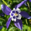 Colorado Blue Columbine...