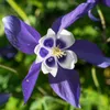 Colorado Blue Columbine...