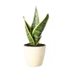 Live Variegated Snake Plant -...