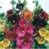 Hollyhock Seeds - GIANT...