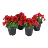 4 in. Petunia Red Plant...