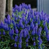 Grape Hyacinth Collection Set...