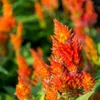 Plumed Castle Series Celosia...