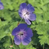 Geranium 'Rozanne'