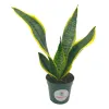 Variegated Snake Plant Cows...