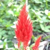 Plumed Castle Series Celosia...