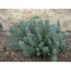 Blue Spruce Sedum - 50 Seeds...