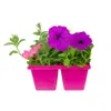 4-Pack  Petunia Mix Annual...