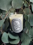 Eucalyptus - Classic Candle