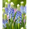 Julia Grape Hyacinth 12 Bulbs...