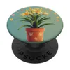 Spider Lily Plant In Pot With...