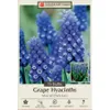 Dark Eyes Grape Hyacinth 15...