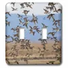3dRose Large Flock of Ducks -...