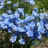 TomorrowSeeds - Blue Flax...