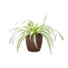 Live Spider Plant in Classic...