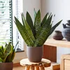 Zeylanica Snake Plant