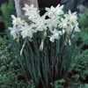 Daffodils Bulbs Thalia (Set...