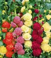 NIKA SEEDS - Seeds Flowers...