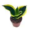 Black Gold Snakeplant, Green...