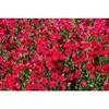 500 Red SCARLET FLAX Linum...