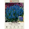 Blue Grape Hyacinth 20 Bulbs...