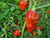 Komodo Dragon Red Chilli...