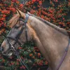 Mackey Legend Athena Bridle -...