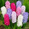 Mixed Color Hyacinth Bulbs -...