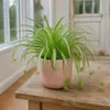 Chlorophytum Spider Plant...