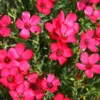 TomorrowSeeds - Scarlet Flax...