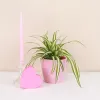 Live Spider Plant in Classic...