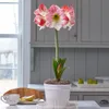 Amaryllis 'Apple Blossom' One...