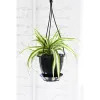 Live Spider Plant in Hanging...