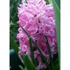 Pink Frosting Hyacinth 4...